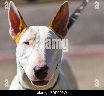 Selective focus shot of a cute bull terrier dog Stock Photo