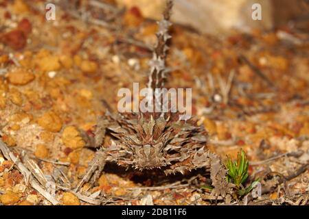 Australian Thorny Devil, Moloch horridus, an ant-eating lizard, natural habitat in Kalbarri, Western Australia, frontal view Stock Photo