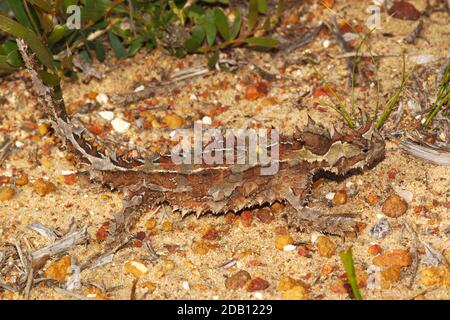 Australian Thorny Devil, Moloch horridus, an ant-eating lizard, natural habitat in Kalbarri, Western Australia, lateral view Stock Photo