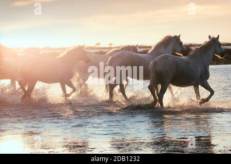 Wild White Horses of Camargue running on water at sunset. France Stock Photo