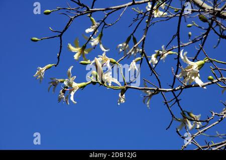 Chorisia Insignis tree in full bloom against a blue sky, Malaga, Costa del Sol, Malaga Province, Andalucia, Spain, Europe Stock Photo