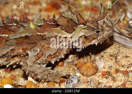 Head of Australian Thorny Devil, Moloch horridus, an ant-eating lizard, natural habitat in Kalbarri, Western Australia, lateral view Stock Photo