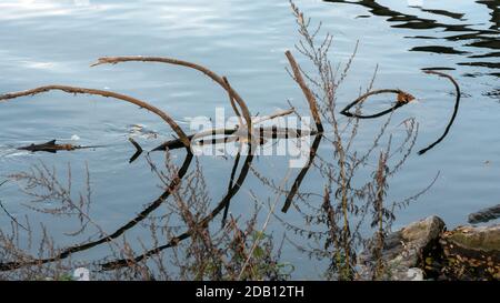 Driftwood with reflection like an animal Stock Photo
