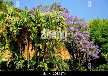 Flowering tree in the park, Benahavis, Costa del Sol, Malaga Province, Andalucia, Spain, Western Europe. Stock Photo