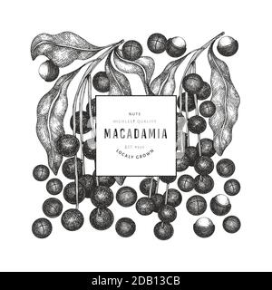 Hand drawn macadamia branch and kernels design template. Organic food vector illustration on white background. Retro nut illustration. Engraved style Stock Vector