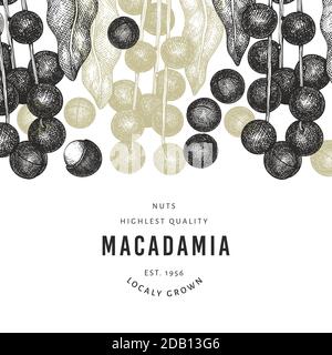 Hand drawn macadamia branch and kernels design template. Organic food vector illustration on white background. Retro nut illustration. Engraved style Stock Vector