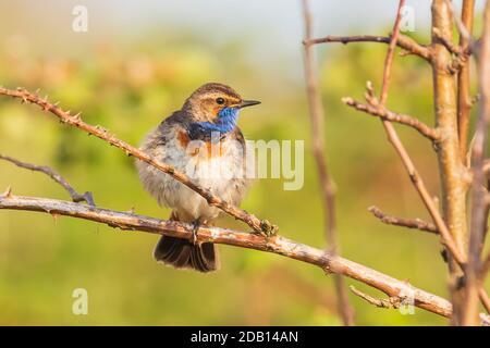 A blue-throat bird Luscinia svecica cyanecula singing in a tree to attract a female during breeding season in Springtime Stock Photo