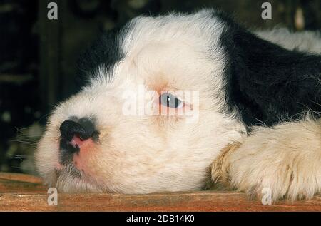 BOBTAIL DOG OR OLD ENGLISH SHEEPDOG, PUP RESTING Stock Photo