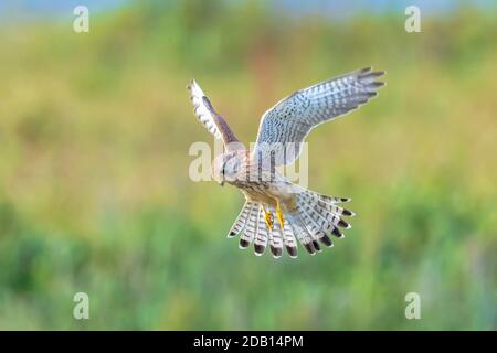Closeup portrait of a female Common Kestrel, falco tinnunculus, in flight hunting Stock Photo