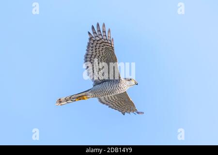 Eurasian sparrowhawk, Accipiter nisus, bird of prey in flight hunting above a field. Stock Photo