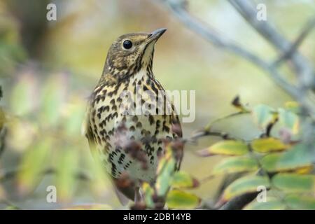 Closeup of a Song thrush Turdus philomelos bird eating berries during Autumn season Stock Photo
