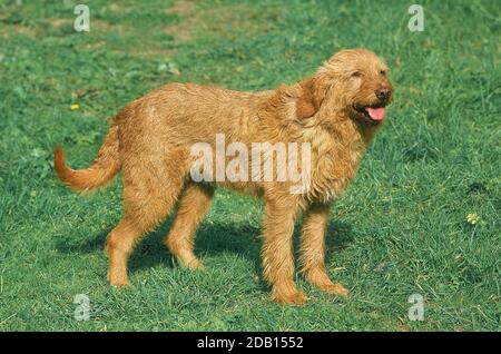 FAWN BRITTANY GRIFFON OR GRIFFON FAUVE DE BRETAGNE DOG, ADULT STANDING ON GRASS Stock Photo