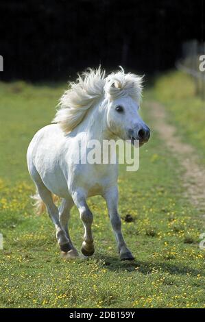 SHETLAND PONY, ADULT GALLOPING IN THE PADDOCK Stock Photo