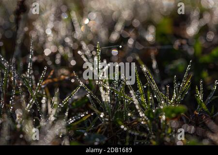 Blades of grass in dew drops on a blurred background with bokeh circles. Water droplets reflect sunlight and shine in the sun Stock Photo