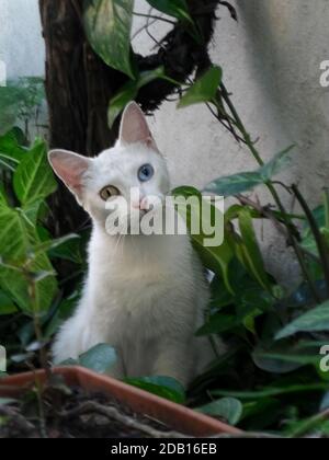 Selective focus shot of a lovely white cat with heterochromia sitting among plants. An eye is blue and the other is yellow. Stock Photo