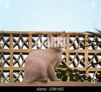Lovely white cat with heterochromia sitting in the height. An eye is blue and the other is yellow. Stock Photo