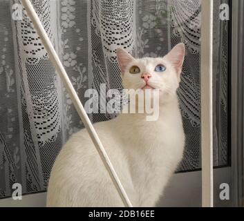 A lovely white cat with heterochromia sitting on a windowsill and looking upwards. An eye is blue and the other is yellow. Stock Photo