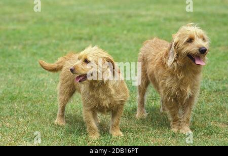 BRITTABY FAWN BASSET DOG OR BASSET FAUVE DE BRETAGNE, PAIR STANDING ON GRASS Stock Photo