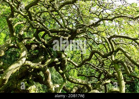 Twisted tree Old Caragana arborescens 'Pendula' twisted branches tree bottom view Stock Photo