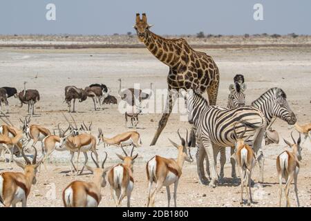 Large group of african animals (giraffe, zebras, ostriches, antelopes) at Etosha National Park, Namibia Stock Photo