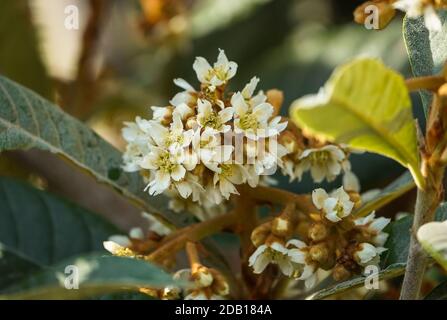 Blossom of Medlar or Nispero tree, loquat, flowers on tree, Spain. Stock Photo