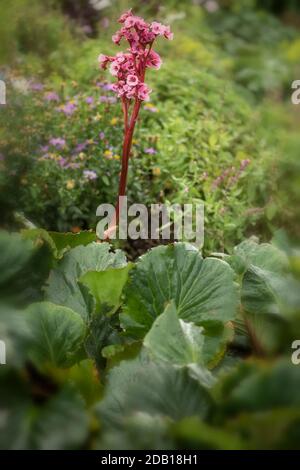 Begonia Eden’s Magic Giant close up natural garden plant flower portrait Stock Photo