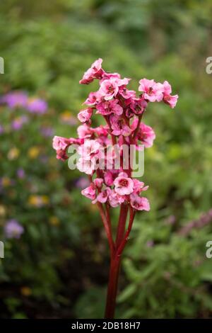 Begonia Eden’s Magic Giant close up natural garden plant flower portrait Stock Photo