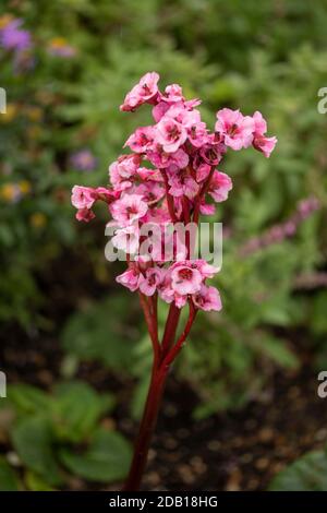 Begonia Eden’s Magic Giant close up natural garden plant flower portrait Stock Photo