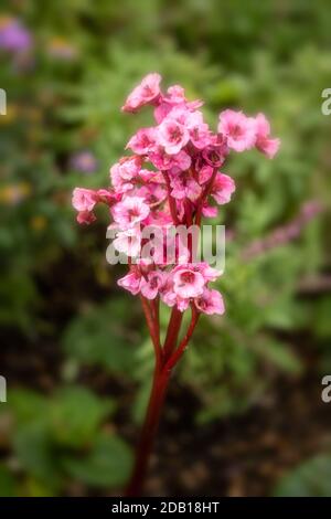 Begonia Eden’s Magic Giant close up natural garden plant flower portrait Stock Photo