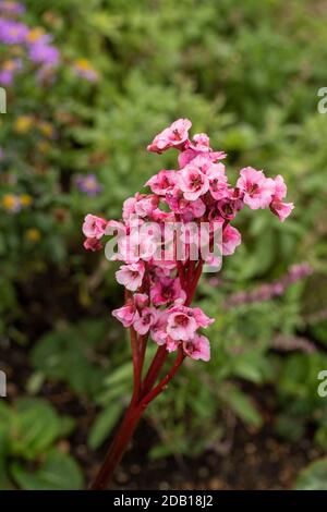 Begonia Eden’s Magic Giant close up natural garden plant flower portrait Stock Photo