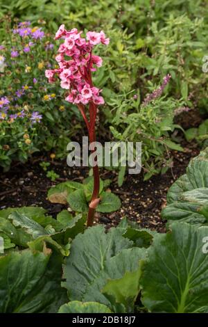 Begonia Eden’s Magic Giant close up natural garden plant flower portrait Stock Photo