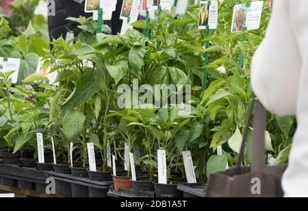 Plant sale at the market stall, farmer selling agricultural plants Stock Photo