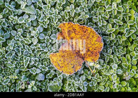 An autumn leaf fallen over the field full of frozen green leaves, macro shoot. Stock Photo