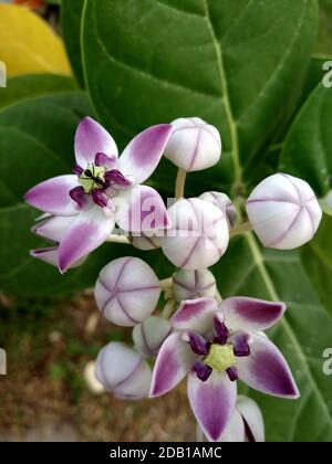 madar or crown flower and leaves Stock Photo