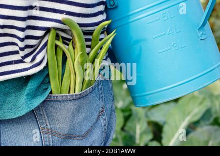 Watering can. Watering garden. Gardener watering suburban back garden vegetable plot with watering can after harvesting homegrown runner beans. UK Stock Photo