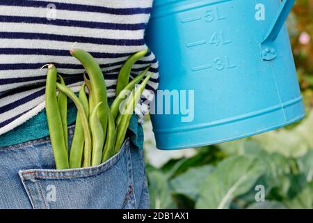Gardener watering suburban back garden vegetable plot with watering can after harvesting homegrown runner beans. UK Stock Photo
