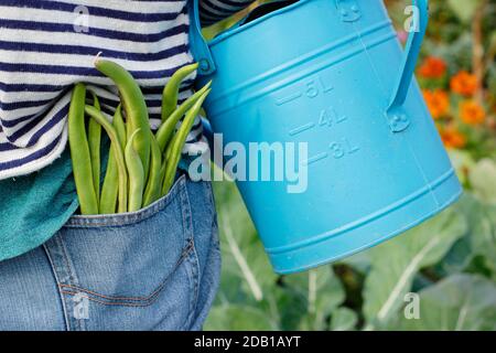 Watering can. Watering garden. Gardener watering suburban back garden vegetable plot with watering can after harvesting homegrown runner beans. UK Stock Photo