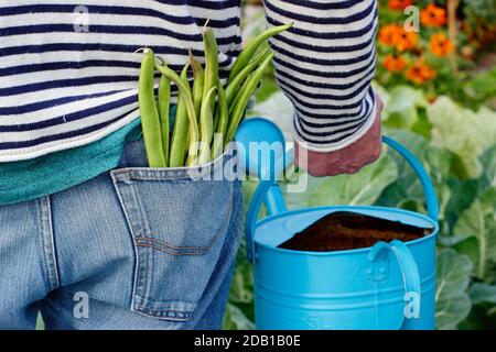 Watering garden. Watering can. Gardener watering suburban back garden vegetable plot with watering can after harvesting homegrown runner beans. UK Stock Photo