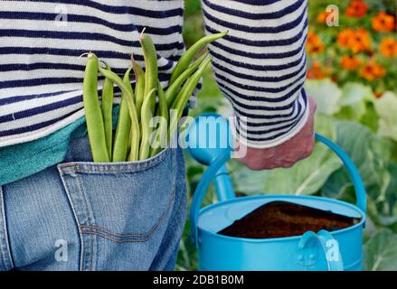 Watering can. Watering garden. Gardener watering suburban back garden vegetable plot with watering can after harvesting homegrown runner beans. UK Stock Photo