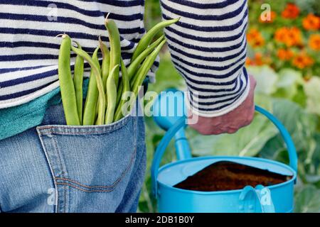 Gardener watering suburban back garden vegetable plot with watering can after harvesting homegrown runner beans. UK Stock Photo