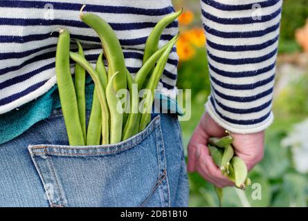 Vegetable gardening. Gardener with freshly harvested homegrown runner beans in his suburban back garden vegetable plot. UK Stock Photo