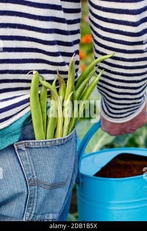 Gardener watering suburban back garden vegetable plot with watering can after harvesting homegrown runner beans. UK Stock Photo