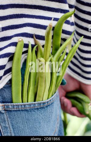 Vegetable gardening. Gardener with freshly harvested homegrown runner beans in his suburban back garden vegetable plot. UK Stock Photo