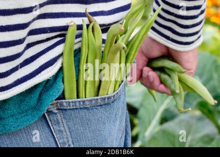 Vegetable gardening. Gardener with freshly harvested homegrown runner beans in his suburban back garden vegetable plot. UK Stock Photo
