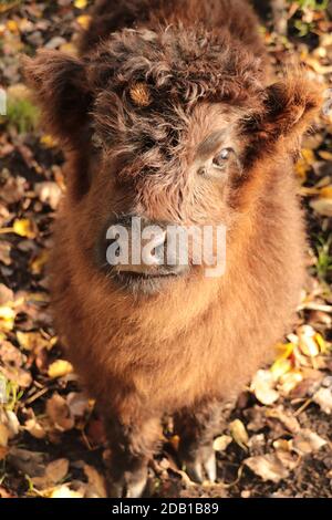 Close up scottish highland calf standing in field with fallen autumn leaves Stock Photo
