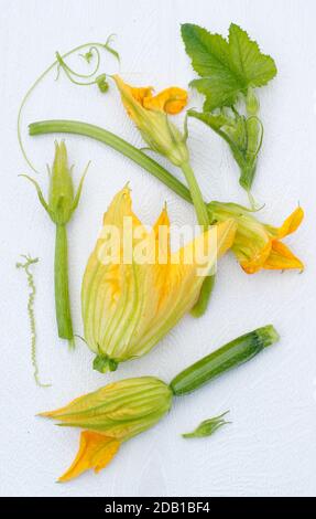 Zucchini. Edible flowers of courgette plant. UK Stock Photo