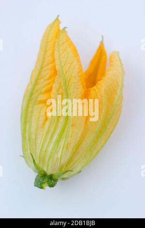 Courgette flower isolated on white background. Stock Photo