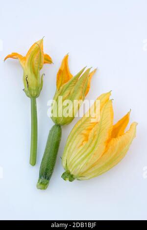 Courgette flowers. Edible male and female flowers of zucchini plant. UK Stock Photo