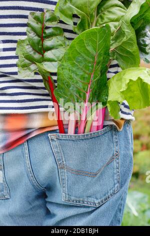 Gardener harvesting homegrown vegetables including rainbow Swiss chard (pictured) in his suburban back garden vegetable plot. UK Stock Photo