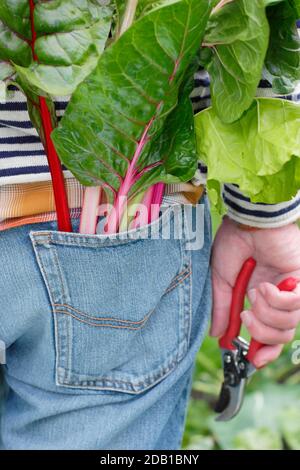 Gardener harvesting homegrown vegetables including rainbow Swiss chard (pictured) in his suburban back garden vegetable plot. UK Stock Photo